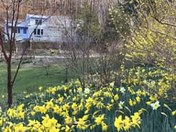 Private Cottage Compound On Ryders Pond with Pristine Yard (2215) - Image 4