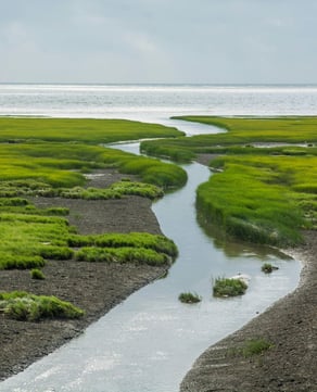 Tidal Creeks