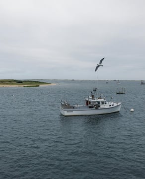 Striped Bass