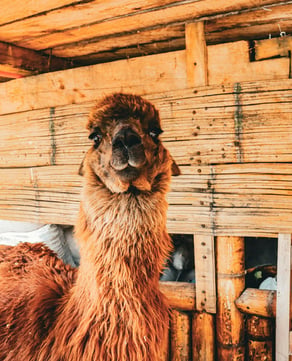 Petting Zoo