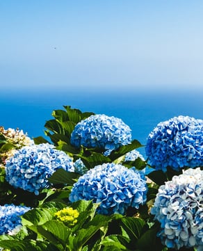 Brilliant Blue