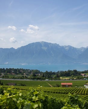 Among the Vines
