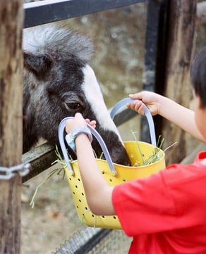 Petting Zoo