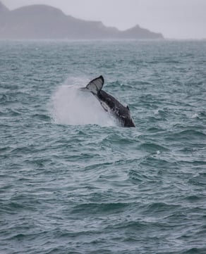 Great White