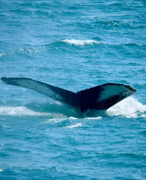 Whale Watching
