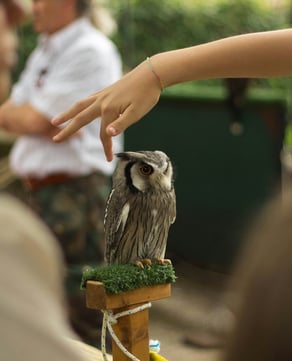 Live Animal Show
