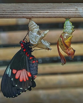 Life Cycle Unfolds