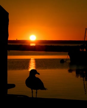 Salt Marsh