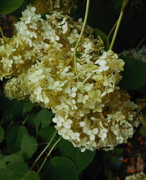 Pure White