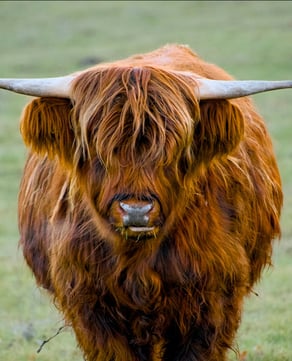 Highland Cattle