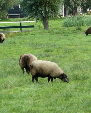 The Sheep