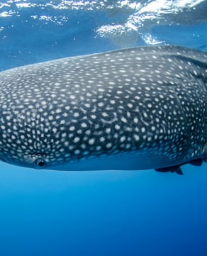 Whale Shark