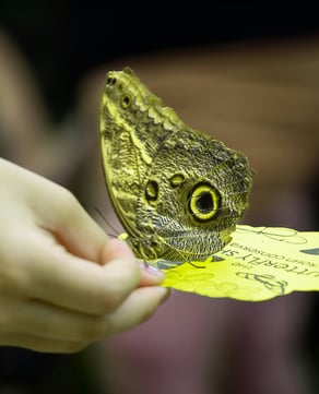 Feed a Butterfly