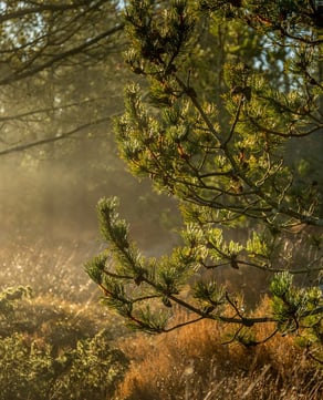 Pine Woodlands