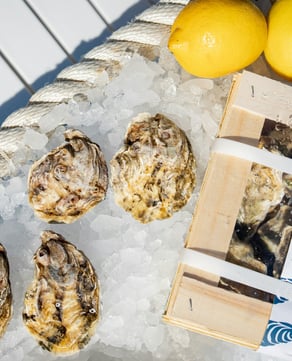 Wellfleet's Oyster Harvest