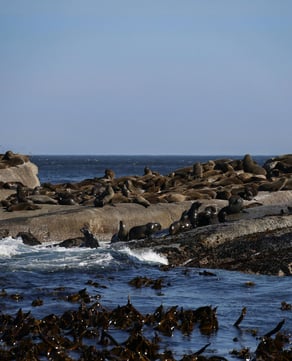 Chatham Lighthouse