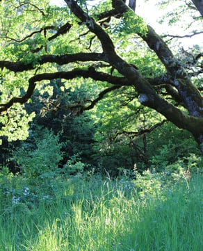 Meadow & Woodland