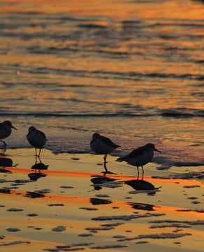 Seashore