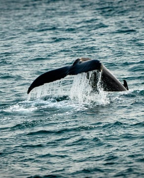 Whale Watching Tours