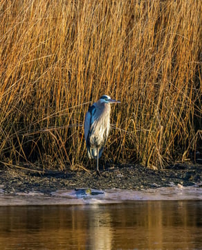 Marsh