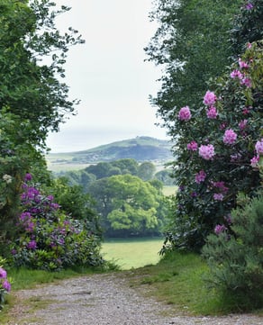 Walls of Blooms