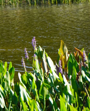 Freshwater Pond