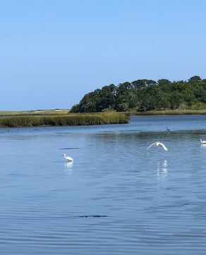 Salt Marsh