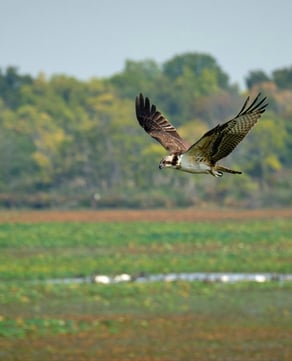 Great Marsh Wildlife