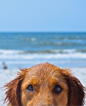 Pet-Friendly Appeal